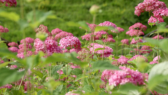 Hydrangea arborescens 'Invincibelle'