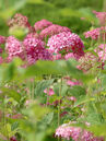 Hydrangea arborescens 'Invincibelle'