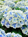 Hydrangea macrophylla 'Bavaria'