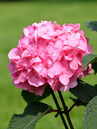 Hydrangea macrophylla 'BloomStar'
