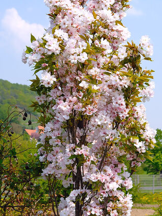 Die Japanische Säulenzierkirsche kann in Einzelstellung oder in Gruppen gepflanzt werden.