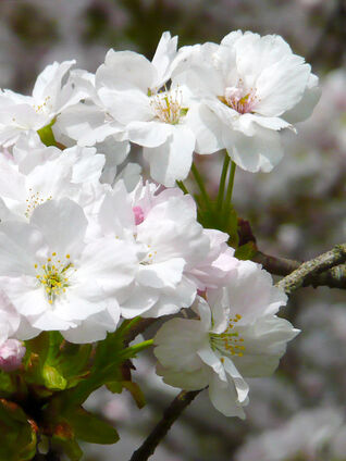 Die japanische Ziersäulenkirsche blüht vor dem Blattaustrieb von April bis Mai. 