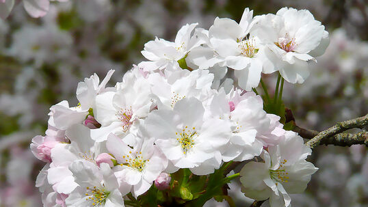 Die japanische Ziersäulenkirsche blüht vor dem Blattaustrieb von April bis Mai.  
