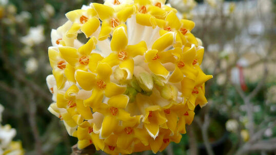 Edgeworthia chrysantha