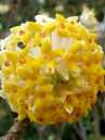 Edgeworthia chrysantha