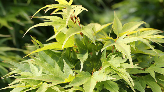 Das sommergrüne Gehölz trägt im Austrieb hellgrüne Blätter, welche mit dem Ausreifen kräftig grün werden. Sie werden 6 bis 11 cm gross. Foto © Günter Diekmann