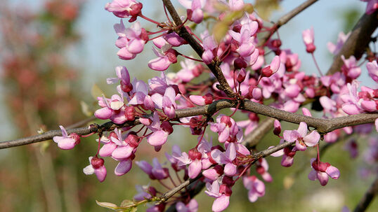 Der Blühreichtum ist bei allen Sorten des Judasbaumes einmalig.