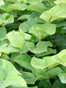 Cercis chinensis 'Avondale'