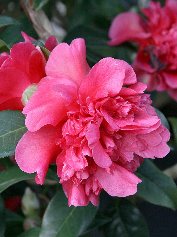 Kamelie  Camellia japonica | Hauenstein AG