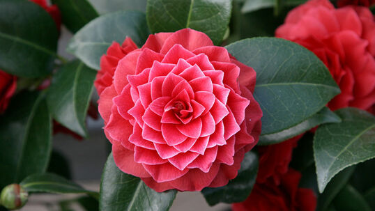 Das Farbenspektrum der Blüten reicht von weiss über rosa bis dunkelrot und das in allen Schattierungen.