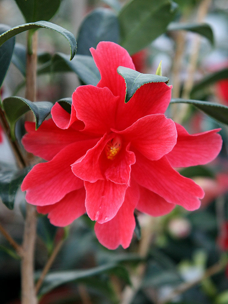 Kamelie  Camellia japonica | Hauenstein AG