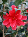 Camellia japonica 'Freedom Bell'