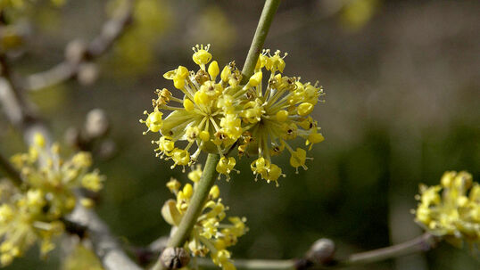 Cornus mas 'Aurea' Foto © PlantaPro