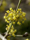 Cornus mas 'Aurea' Foto © PlantaPro