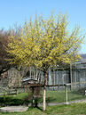 Cornus mas