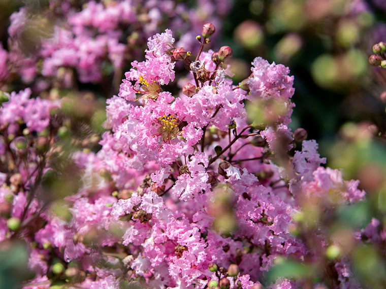 Kruselmyrte  Lagerstroemia | Hauenstein AG