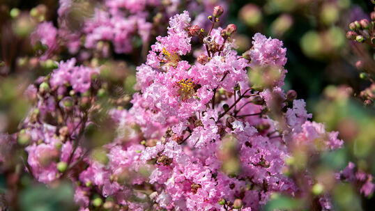 Fliederähnliche Blütenrispen erscheinen endständig ab August bis Oktober an den einjährigen Trieben.