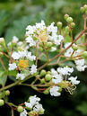 Lagerstroemia 'Natchez'