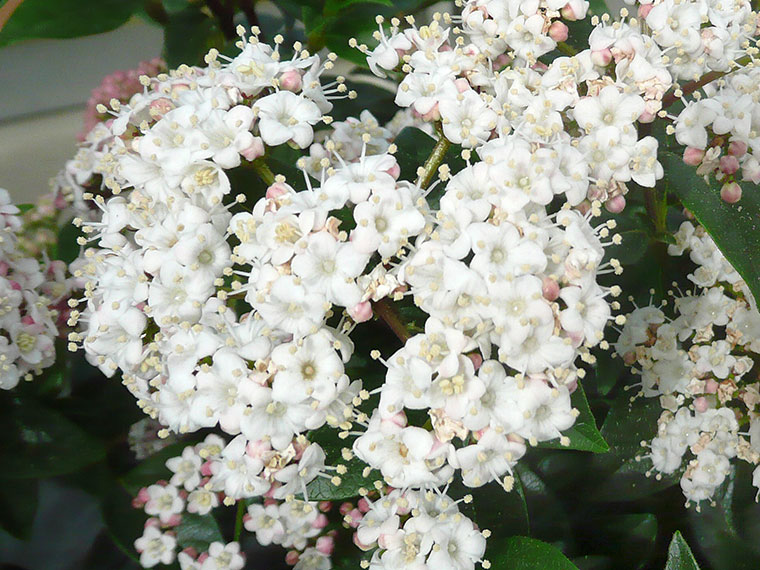 Lorbeerschneeball – Viburnum tinus \\'Eve Price\\' | Hauenstein AG