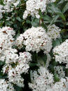 Viburnum tinus 'Eve Price'
