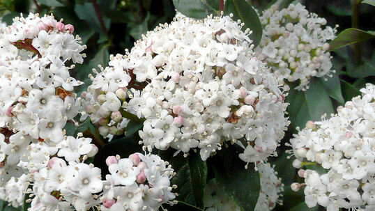 Viburnum tinus 'Eve Price'