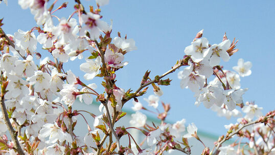 Die Blüten von der März-Kirsche (Prunus incisa 'Kojou-no-mai') sind hellrosaweiss mit einer dunklen Mitte.  Foto © PlantaPro  