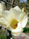 Magnolia denudata 'Yellow River'