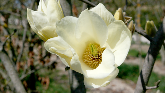 Magnolia denudata 'Yellow River'