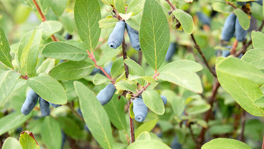 Die sommergrüne Maibeere ist ein anspruchsloser und frostharterStrauch, der je nach Sorte eine Wuchshöhe von 1 bis 1.5 m erreichen kann.