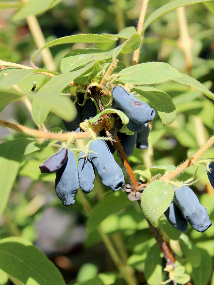 Maibeere  Lonicera caerula | Hauenstein AG