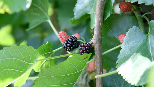 Je nach Art und Reifegrad haben die Früchte eine weisse, rote, purpurne oder schwarze Färbung. Von Juli bis September sind die Früchte reif zum Ernten.  Foto © PlantaPro