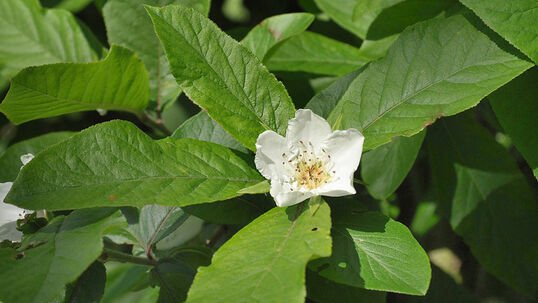 Die reinweissen, einfachen Blüten der Mispel (Mespilus germanica 'Macrocarpa') zieren dieses Gehölz von Mai bis Juni. Foto © PlantaPro