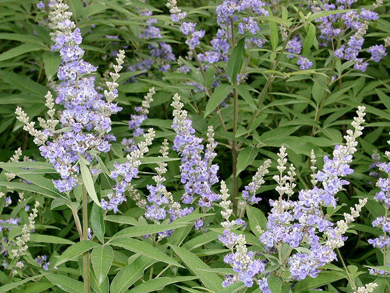 Mönchspfeffer Vitex agnuscastus Hauenstein AG