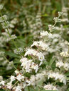 Vitex agnus castus 'Silver Spire'