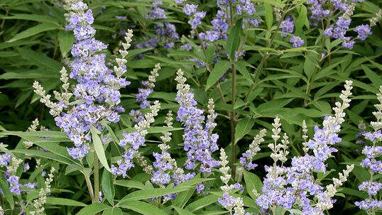 Im Spätsommer von August bis September hat der Mönchspfeffer seinen blühenden Höhepunkt.