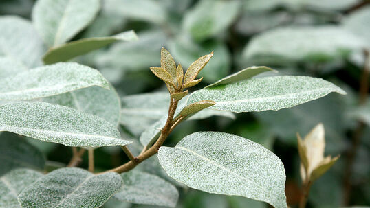 Die oberirdischen Pflanzenteile sind dicht mit Schuppen oder Sternhaaren (=haarähnliche Strukturen auf der Oberfläche der Pflanzen) bedeckt.