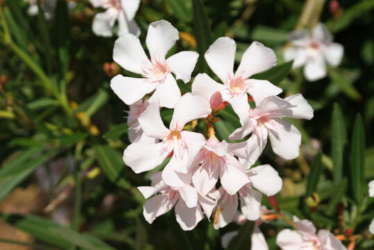 Der Oleander gehört zu den beliebtesten Kübelpflanzen, er bringt südliches Feriengefühl auf Terrasse, Balkon und in den Garten.  