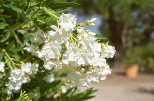 Der Oleander gehört zu den beliebtesten Kübelpflanzen, er bringt südliches Feriengefühl auf Terrasse, Balkon und in den Garten