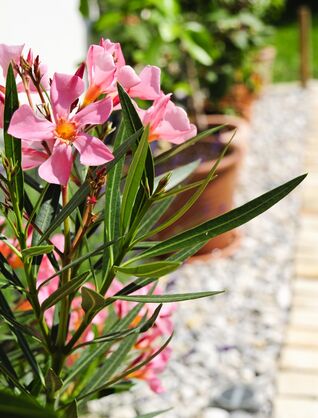 Während der warmen Jahreszeit fühlt sich der Oleander im Freien am wohlsten. Ideal ist ein sonniger, warmer und möglichst geschützter Standort.