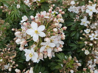 Orangenblume 'Greenfingers'
