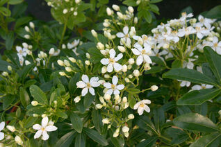 Weisse Sternenblüten, betörender Duft und ein mediterranes Flair – die Orangenblume 