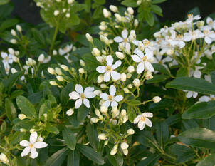 Choisya (Orangenblume) – Duftstrauch mit mediterranem Flair