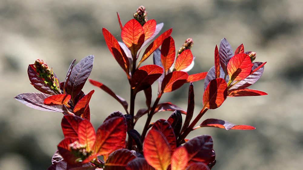 dnger hecke liguster Liguster  Ligustrum vulgare 'Atrovirens' (Hecke)  Blupf by Kitzinger