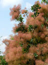 Cotinus coggygria