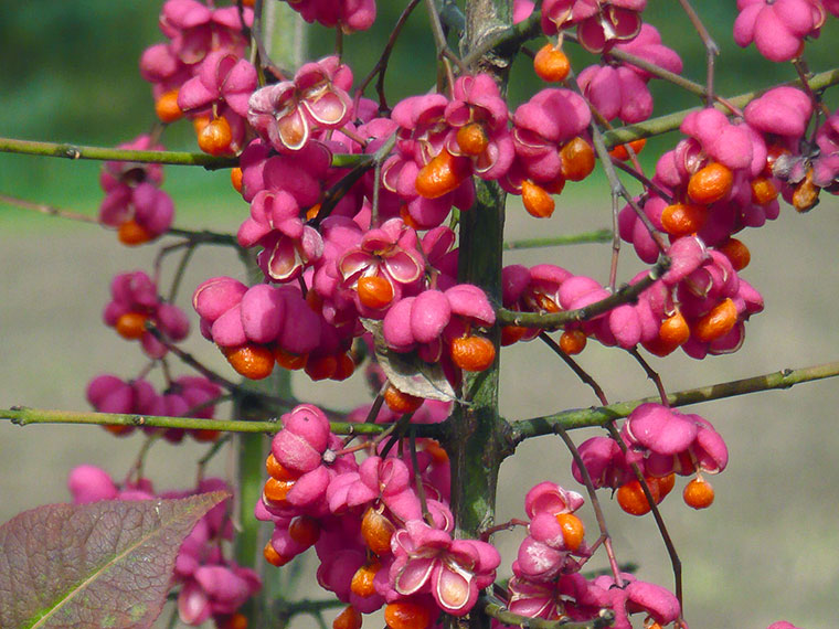 Pfaffenhutchen Euonymus Europaeus Hauenstein Ag
