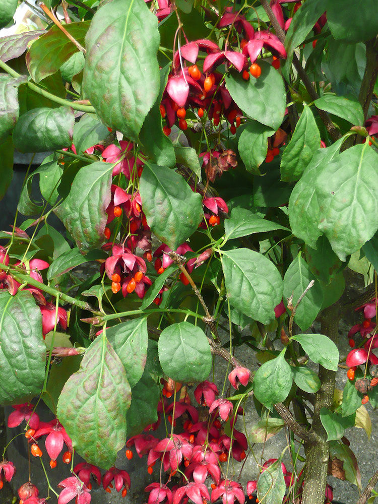 Pfaffenhutchen Euonymus Europaeus Hauenstein Ag