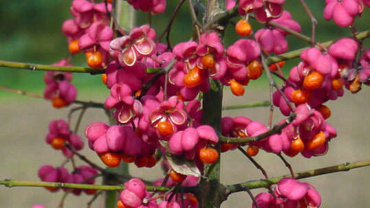 Wenn sich die Früchte öffnen, werden orangefarbene Samen sichtbar.