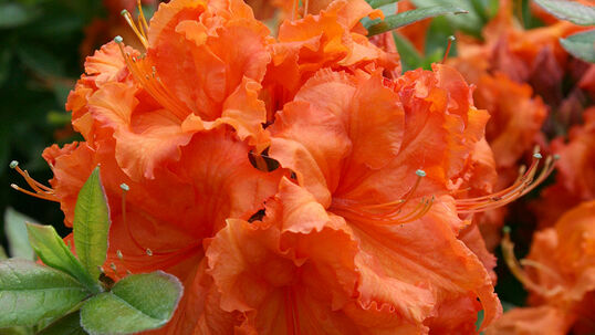 Rhododendron knaphill 'Gibraltar'