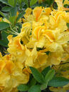 Rhododendron knaphill 'Golden Sunset'