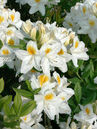 Rhododendron knaphill 'Persil'